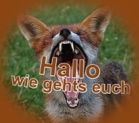 :gruselfuchs: