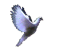 :Taube0544.gif: