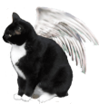 :miro-engel: