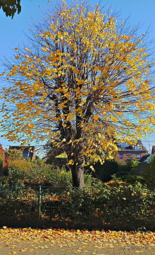 :Herbstbaum: