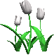 :tulpen: